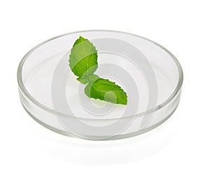 Plant leaf in Petri dish