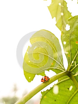 Plant leaf produce yellow branch flower tree food green fruit