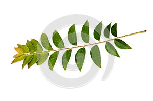 Plant leaf (star gooseberry leaf) isolated on a white background