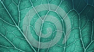 Plant leaf structure closeup. Mosaic pattern of cells nerve and veins. Abstract background on vegetable theme. Beautiful nature