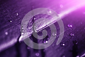 Plant leaf with water drops and light, macro shot. Ultra violet or purple color toned as abstract background for design