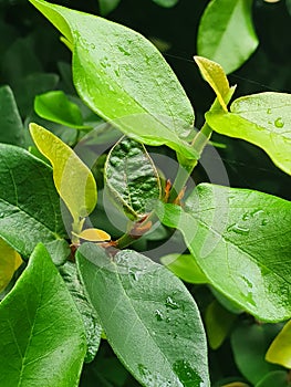 Plant leaf water leave air