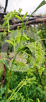 plant and leafs of Greenforest in Bilaspur, Himachal pradesh