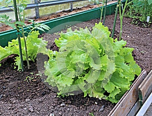 Plant leafy lettuce in the gardenbed