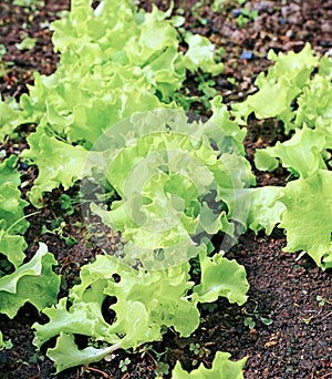 Plant leafy lettuce in the gardenbed
