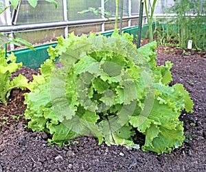 Plant leafy lettuce in the gardenbed