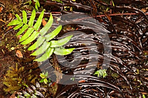 Plant leaves in the Alerce Andino National Park, Chile photo