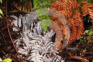 Plant leaves in the Alerce Andino National Park, Chile photo