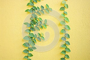 Plant leaves climbing on yellow background, textured of wall