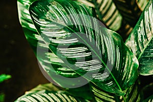 Plant leaves close up of Calathea Majestica