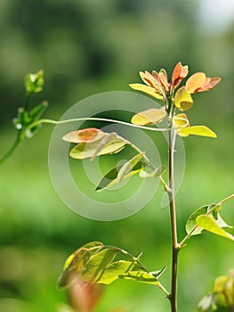 Plant leaves close up shallow depth of field under natural sunlight and authentic environment in garden outdoor for peaceful