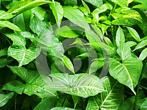 Plant leaves close up shallow depth of field under natural sunlight and authentic environment in home garden .