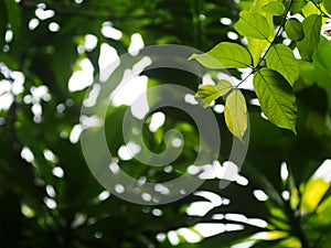 Plant leaves close up shallow depth of field under natural sunlight and authentic environment in home garden .