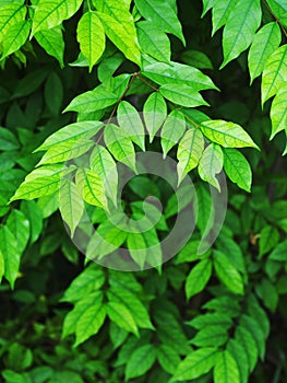 Plant leaves close up shallow depth of field under natural sunlight and authentic environment in home garden .