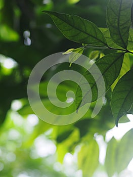 Plant leaves close up shallow depth of field under natural sunlight and authentic environment in home garden .