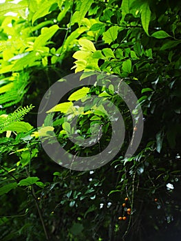 Plant leaves close up shallow depth of field under natural sunlight and authentic environment in home garden outdoor