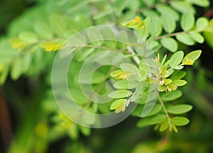 Plant leaves close up shallow depth of field under natural sunlight and authentic environment in home garden outdoor