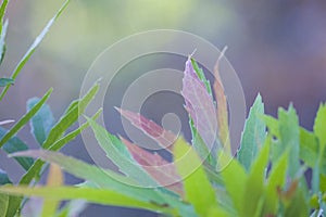 Plant leaves ,colorful and red leaves,sord like,blue background