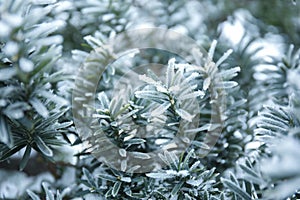 Plant leaves covered with hoarfrost outdoors on cold winter morning, closeup