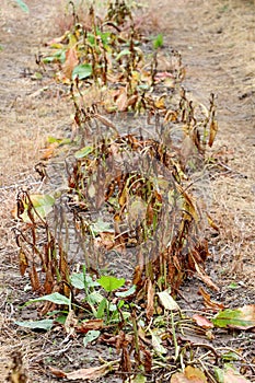 Plant leaves damaged by herbicide