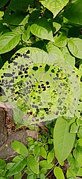 Plant Leaves eaten by insects and moth caterpillars in forest