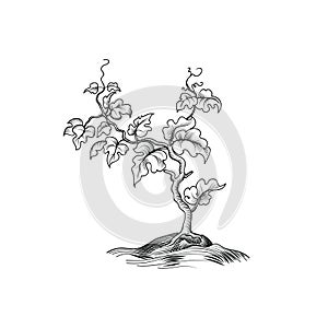 Plant with leaves engraving. Decorative grape tree growth. Bonsa