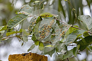 plant leaves full of galls caused by mites