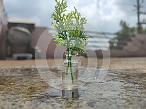 Plant leaves in glass bottle