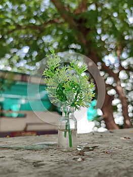 Plant leaves in glass bottle