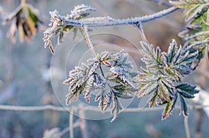 Plant leaves in icy crystals