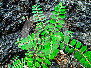 plant leaves meniran background nature photo