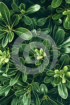 Plant leaves nature background, lush foliages texture