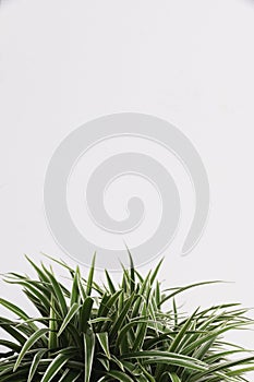 Plant leaves is placed on a white canvas with part of the leaf layout and copy space