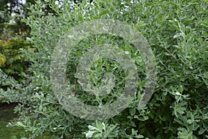 Plant Leaves Of Texas Ranger Or Texas Sage Or Leucophyllum Frutescens Plants In The Garden