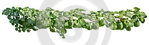 Plant leaves tropic bush foliage tree. Vine, Ivy green hang isolated on white background, clipping path