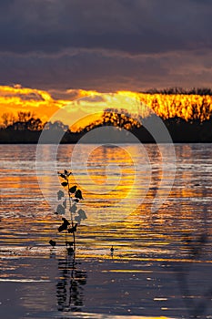 Plant with leaves in the water with high water at the river at romantic sunset