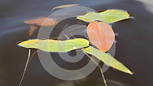 Plant leaves on the water surface close up