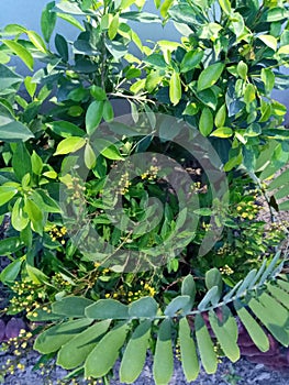 Plant leef two color design