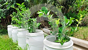 Plant lemon trees in recycle gallon bucket