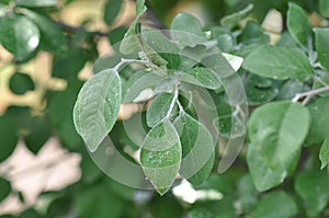 Plant lice on leaf