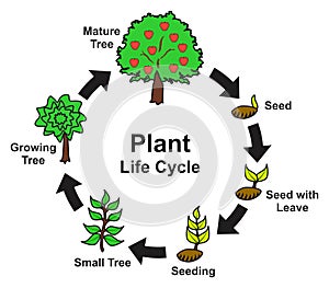 Plant life cycle infographic diagram stages