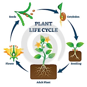 Plant life cycle vector illustration. Labeled educational development scheme photo