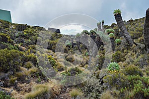 Plant life at Horombo Hut, Mount Kilimanjaro, Tanzania