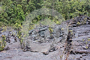 Plant life sprouting through the hardened lave floor of the Iki Crater on Kilauea with piles of cairns scattered about