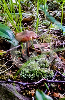 Mushroom and Moss photo