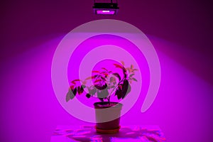 Plant lighting grow led