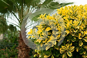 Plant Ligustrum ovalifolium Aureum photo