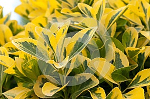 Plant Ligustrum ovalifolium Aureum photo
