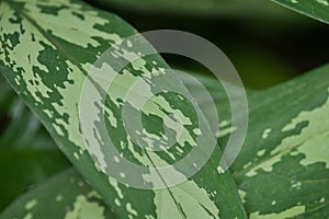 Plant list 2025 - Typhonium divaricatum (Divaricate Typhonium)