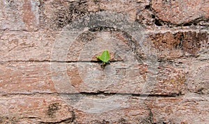 Plant little tree on old red bricks wall